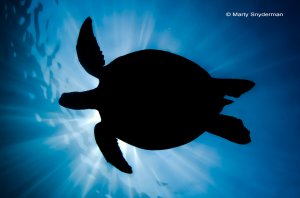 sea turtle silhouette