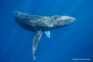 humpback whale