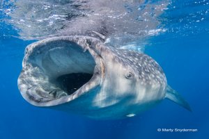 feeding whale shark