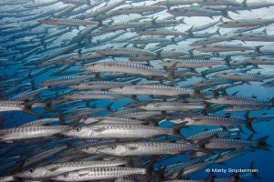 school of blackfin barracuda