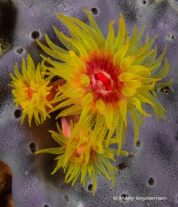 feeding cup corals