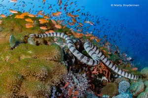 sea krait cruises a Philippine reef