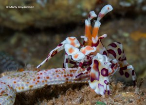 harlequin shrimp on a star