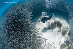 diver in a school of scad