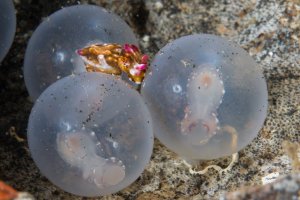 just hatched flamboyant cuttlefish with other eggs