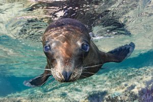 curious California sea lion pup stares at my camera