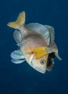 spawning yellowtail hamlets