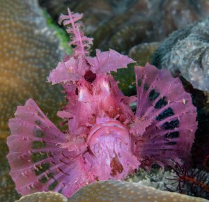 paddle-flap scorpionfish