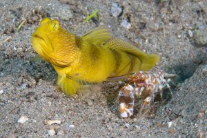  flagfin shrimpgoby with its partner shrimp