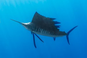 Atlantic sailfish