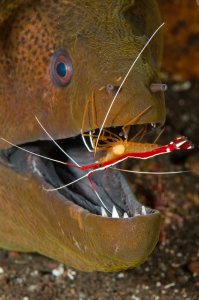 cleaner shrimp servicing moray eel