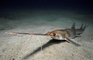 longnose (ala common) sawshark