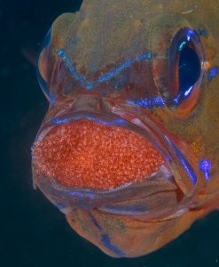 Mr. Mom cardinalfish protects the developing eggs of its mate