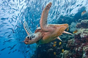 green turtle with schooling jacks