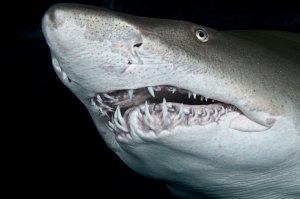 face of a sand tiger shark
