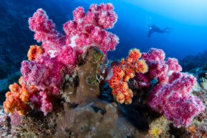 diver with colorful soft corals