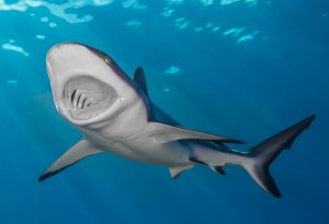 gray reef shark