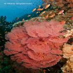 images/underwater/12_20100904_Coral_Corner_Naia_Wananavu_ts_02-20.jpg