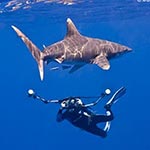 images/underwater/20080528_20080528_pilotowtip_01_0043-Edit.jpg