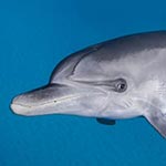 images/underwater/20110601_spotted_dolphins_01-150.jpg