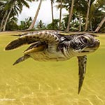 images/underwater/20130909_turtles_splits_01-371.jpg