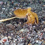 images/underwater/20160928_mating_octopus_02-88.jpg