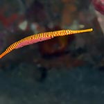 images/underwater/20170419_macro_02-82.jpg