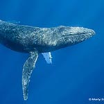 images/underwater/50_20130202_humpbacks_01-68_copy.jpg