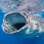 images/underwater/7_20140706_whale_sharks_01-69-Edit.jpg